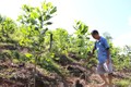 Lợi ích kép từ việc trồng rừng tại Hà Giang