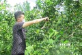 Thừa Thiên – Huế phát triển bền vững vùng trồng cam Nam Đông