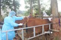 Tiêm thí điểm vaccine viêm da nổi cục trên trâu bò tại xã Tiên Phong, Thị xã Phổ Yên, tỉnh Thái Nguyên. Ảnh: Thu Hằng-TTXVN
