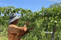  Người dân Quảng Trị chăm sóc cây chanh leo. Ảnh: Thanh Thủy-TTXVN