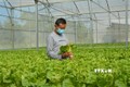 Anh Nguyễn Phước Việt Cường trồng rau thủy canh cho doanh thu 1,5 tỷ đồng/năm