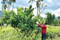 Quảng Ngãi: Những nông dân đồng bào Ca Dong sản xuất giỏi