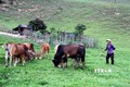 Chăn nuôi đại gia súc - Hướng thoát nghèo cho đồng bào vùng cao biên giới huyện Kỳ Sơn
