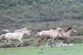 Mô hình nuôi ngựa bạch mang lại hiệu quả kinh tế cao tại Bắc Giang