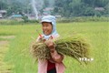 Xây dựng và phát triển thương hiệu gạo tẻ râu Phong Thổ