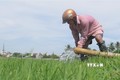Phú Yên khẩn trương điều tiết nước để chống hạn cho lúa vụ hè thu