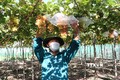 Ninh Thuận nhân rộng mô hình sản xuất nông nghiệp sạch hiệu quả