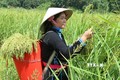 Du lịch Việt Nam: Cao nguyên trắng Bắc Hà khai hội “Hương cốm mùa Thu vàng”