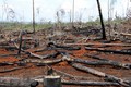 Chấn chỉnh công tác quản lý, bảo vệ rừng tại Đắk Nông