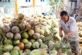 Phát triển vùng chuyên canh, tăng giá trị cho sản phẩm dừa