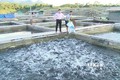 Hiệu quả của các dự án thủy điện tại Tuyên Quang  