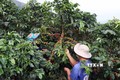 Người dân xã Chiềng Chung (Mai Sơn, Sơn La) thu hái quả cà phê. Ảnh: Hữu Quyết - TTXVN