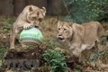 Những con sư tử châu Á chơi đùa tại vườn thú London, Anh. Ảnh: AFP/TTXVN