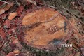 Hình ảnh gốc cây và dấu vết cưa hạ của “lâm tặc” trong rừng đặc dụng Mường Phăng. Ảnh: Xuân Tiến-TTXVN