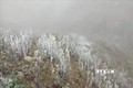 Băng giá phù dày trên cành cây ở đỉnh đèo Khau Phạ. Ảnh: Tuấn Anh - TTXVN