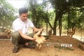 Mô hình nuôi gà đồi sinh học của anh Nguyễn Văn Nhị đem lại giá trị kinh tế cao. Ảnh: Võ Dung -TTXVN