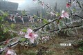 Băng giá phủ lên hoa đào trên một đỉnh núi thuộc xã Hồng An (huyện Bảo Lạc). Ảnh: Chu Hiệu-TTXVN