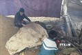 Người dân huyện vùng cao Bắc Yên, tỉnh Sơn La, phòng chống rét cho gia súc. Ảnh: Nguyễn Cường - TTXVN