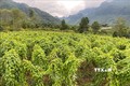 Dự án liên kết trồng cây hoài sơn giữa các hộ dân với Hợp tác xã dược liệu Lũng Lô tại xã Thượng Bằng La, huyện Văn Chấn, tỉnh Yên Bái. Ảnh: Tiến Khánh - TTXVN
