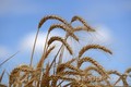 Phát hiện gene giúp sản xuất lúa mì chất lượng cao hơn
