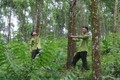 Cán bộ Hạt Kiểm lâm huyện Yên Lập kiểm tra rừng keo chuyển hóa gỗ lớn của người dân xã Đồng Lạc. Ảnh: phutho.gov.vn