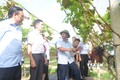 Các đại biểu tham quan mô hình trồng nho hạ đen không hạt của Công ty Cổ phần Thương mại Duy Khánh tại xã Chiềng Ngần, thành phố Sơn La. Ảnh: Quang Quyết-TTXVN