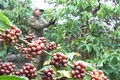 Nông dân tại huyện Đăk Hà, tỉnh Kon Tum thu hoạch cà phê có độ chín từ 90 – 95%. Ảnh: Dư Toán - TTXVN