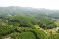 Xã Văn Hán là địa phương có diện tích rừng lớn nhất huyện Đồng Hỷ với hơn 4.000 ha rừng sản xuất. Ảnh: thainguyen.gov.vn
