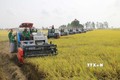 Công ty Cổ phần Tập đoàn Lộc Trời thu hoạch lúa trên cánh đồng liên kết phục vụ xuất khẩu ở huyện Thoại Sơn, tỉnh An Giang. Ảnh: Công Mạo-TTXVN
