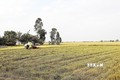 Nông dân xã Phú Tâm, huyện Châu Thành, tỉnh Sóc Trăng đang thu hoạch lúa. Ảnh: Tuấn Phi - TTXVN