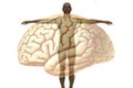 Hé lộ mối liên hệ giữa tâm trí và thân thể trong não bộ người