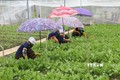 Chăm sóc rau màu trong nhà lưới tại Hợp tác xã rau an toàn Tân Đông (Gò Công Đông, Tiền Giang). Ảnh: Minh Trí - TTXVN