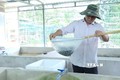 Anh Trần Tấn Giang kiểm tra sinh trưởng của lươn. Ảnh: Hoàng Nhị - TTXVN
