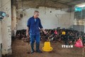 Trang trại của gia đình ông Vũ Văn Lĩnh ở thôn Cam Đông, xã Tuấn Việt, huyện Kim Thành, tỉnh Hải Dương nuôi thường xuyên 7.000 đến 1 vạn con gà lai chọi thương phẩm. Ảnh: TTXVN phát