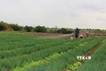 Người Khmer các xã vùng ven thành phố Bạc Liêu (tỉnh Bạc Liêu) có cuộc sống ổn định nhờ mô hình trồng rau màu chuyên canh. Ảnh: Tuấn Kiệt – TTXVN