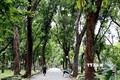 Không gian cây xanh trong công viên Hoàng Văn Thụ, quận Tân Bình (Thành phố Hồ Chí Minh). Ảnh: Hồng Đạt - TTXVN