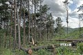 Những cây thông bị cưa hạ nằm trên diện tích gần 1.400m2, đây là rừng thông trồng từ năm 1997 và hiện đang giao khoán cho người dân quản lý, bảo vệ. Ảnh: Nguyễn Dũng - TTXVN
