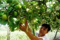 Ông Hồ Tấn Cường - người tiên phong mang giống táo Cam Thành Nam có chất lượng cao về trồng tại địa phương. Ảnh: khanhhoa.gov.vn