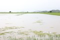 Cánh đồng lúa của người dân xã Buôn Tría, huyện Lắk bị ngập lụt nặng. Ảnh: Tuấn Anh – TTXVN