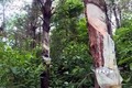 Hiện trường rừng thông ở 2 xã Vĩnh Trung, Vĩnh Thực bị khai thác nhựa trái phép. Ảnh: TTXVN phát