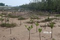 Trồng rừng đước ứng phó với biến đổi khí hậu tại ấp Tân Phú, xã Tân Thành, huyện Gò Công Đông, tỉnh Tiền Giang với diện tích trồng 4,16 ha, mật độ 7.000 cây đước/ha. Ảnh: Hữu Chí - TTXVN