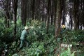 Người dân xã Tây Sơn, huyện Kỳ Sơn (Nghệ An) chăm sóc bảo vệ rừng Pơ mu, Sa mu quý hiếm rộng gần 100 ha. Ảnh: Văn Tý-TTXVN