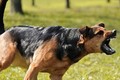 Hiểm họa từ việc nuôi chó thả rông ở các vùng quê