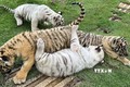 Hổ con được chăm sóc, nuôi dưỡng tại Khu du lịch sinh thái Vườn Xoài (thành phố Biên Hòa, Đồng Nai). Ảnh: TTXVN phát