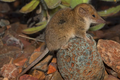 Phát hiện 2 loài thú có túi mới có kích thước nhỏ nhất ở Australia