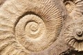 New Zealand khai quật hàng nghìn hóa thạch của quần thể động vật niên đại 3 triệu năm