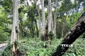 Khu vực rừng được khai thác để làm hồ chứa nước Ka Pét có trữ lượng gỗ thấp và không còn gỗ quý. Ảnh: Nguyễn Thanh - TTXVN