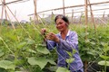 Liên kết sản xuất theo chuỗi – Hướng đi bền vững của các hợp tác xã ở Tuyên Quang