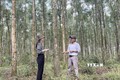 Mô hình trồng rừng gỗ lớn phục vụ vùng nguyên liệu chế biến và xuất khẩu tại Hợp tác xã Cam Thủy, huyện Cam Lộ mang lại hiệu quả kinh tế cao. Ảnh: Thanh Thủy-TTXVN