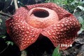 Một bông hoa Rafflesia tại khu bảo tồn thiên nhiên Maninjau ở bang Tây Sumatra, Indonesia. Ảnh: AFP/TTXVN